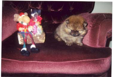 PIETTERPATE REG'D POMERANIANS