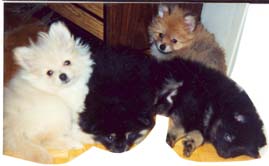 PIETTERPATE REG'D POMERANIANS