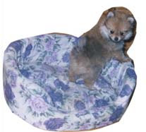 PIETTERPATE REG'D POMERANIANS