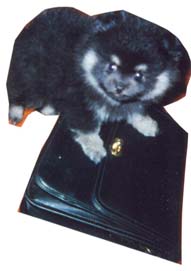 PIETTERPATE REG'D POMERANIANS